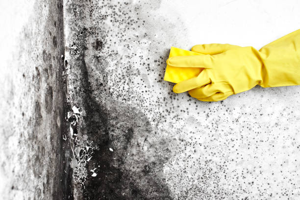 Best Commercial Mold Removal  in Westlake, TX