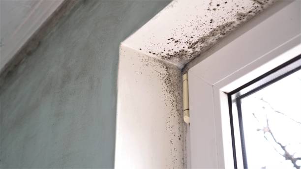 Best Residential Mold Removal  in Westlake, TX