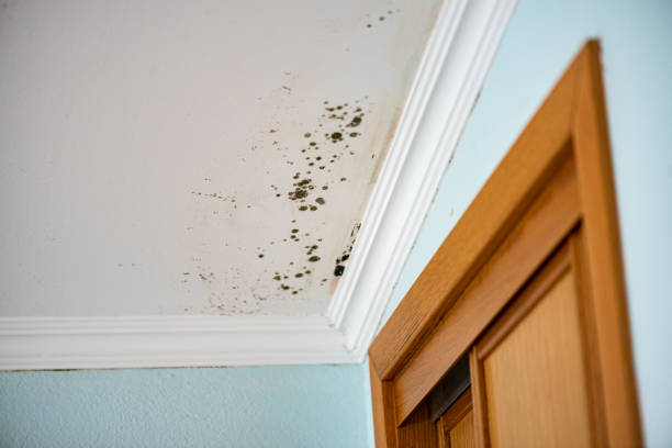 Best Attic Mold Removal  in Westlake, TX