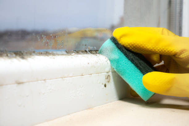 Office Mold Removal Services in Westlake, TX