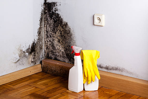 Best Fast Mold Removal  in Westlake, TX