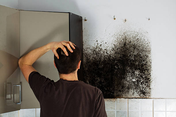 Best Mold Damage Repair  in Westlake, TX