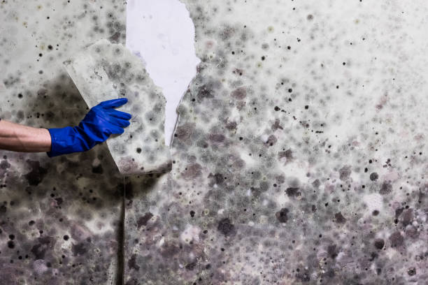 Best Mold Testing  in Westlake, TX