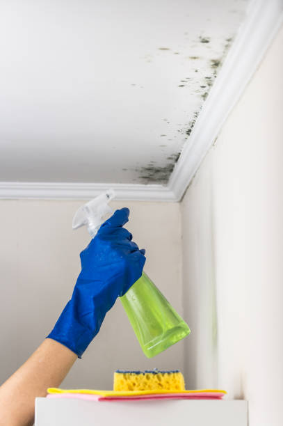 Best Mold Damage Repair  in Westlake, TX