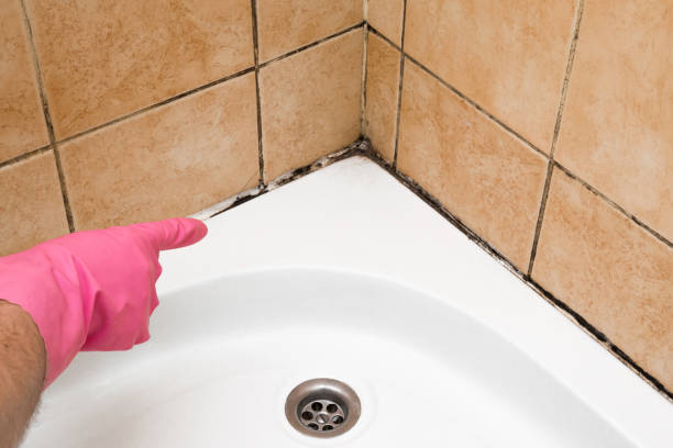 Best Mold Removal and Inspection  in Westlake, TX